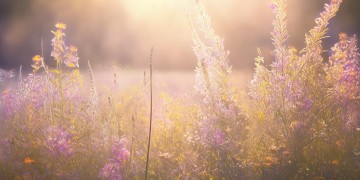 故乡的芬芳究竟是哪首歌？